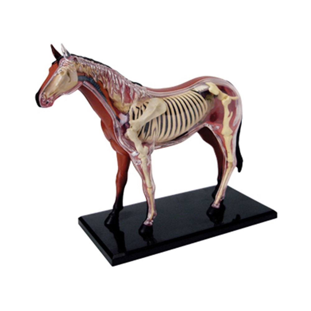 Animal Organ Anatomy Model 4D  - огляд і ціна Science Toys Diy